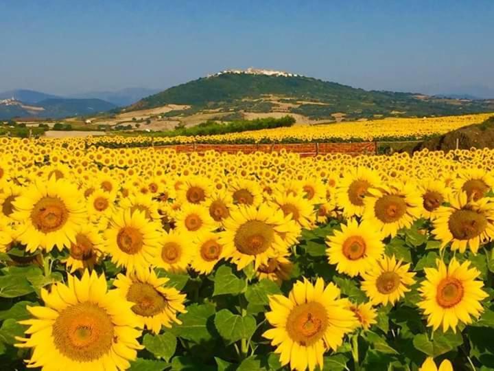 Il Pentagono Hotel Termoli Ngoại thất bức ảnh